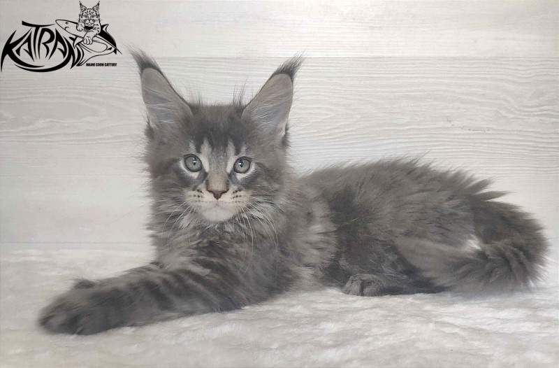 Katran Wolter - Кошеня мейн-кун 1 місяць 3 тижні