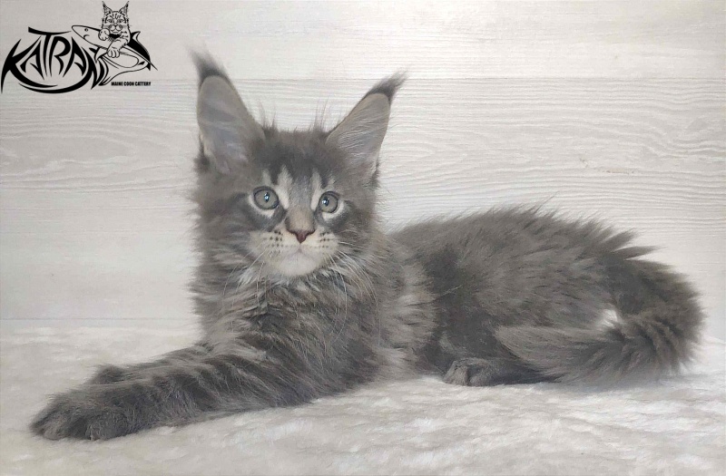 Katran Wolter - Кошеня мейн-кун 1 місяць 3 тижні