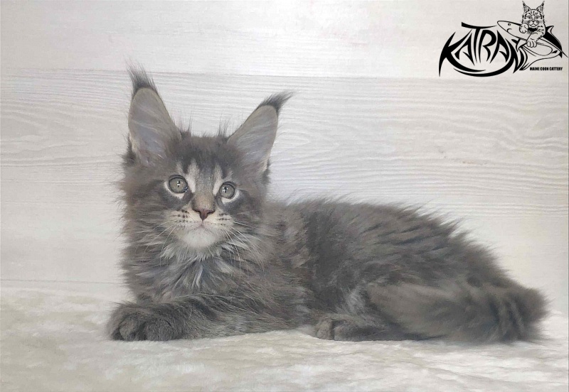 Katran Wolter - Кошеня мейн-кун 1 місяць 3 тижні