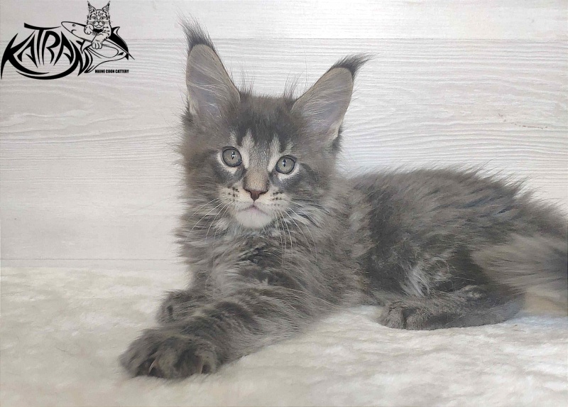 Katran Wolter - Кошеня мейн-кун 1 місяць 3 тижні