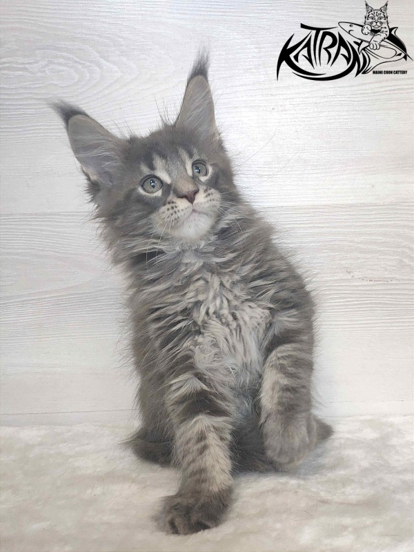 Katran Wolter - Кошеня мейн-кун 1 місяць 3 тижні