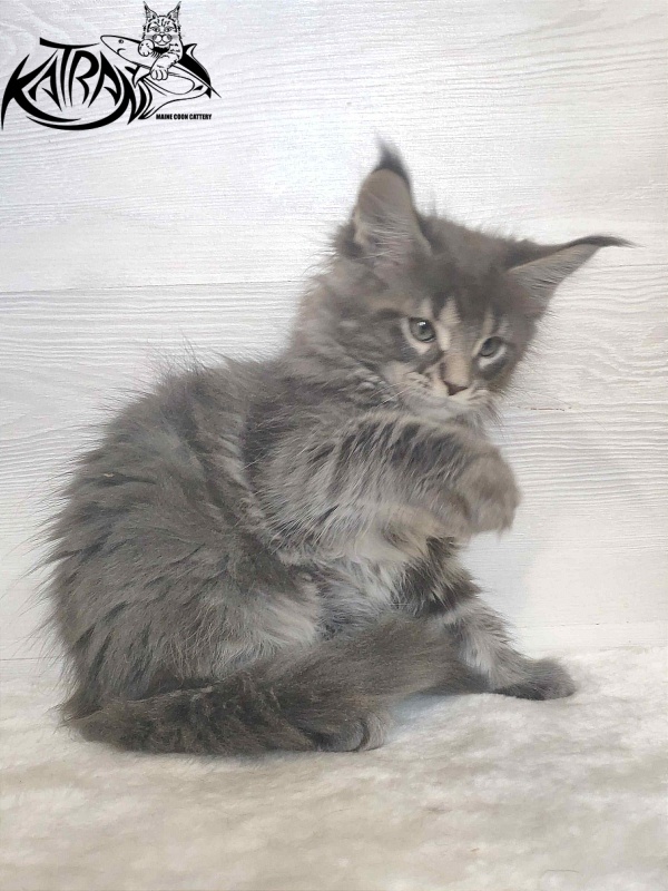 Katran Wolter - Кошеня мейн-кун 1 місяць 3 тижні