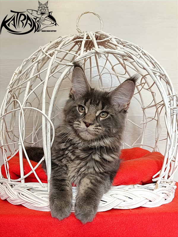 Katran Wolter - Кошеня мейн-кун 3 місяця 1 тиждень