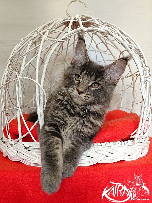 Katran Wolter - Кошеня мейн-кун 3 місяця 1 тиждень