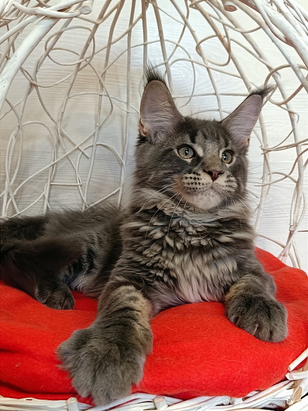 Katran Wolter - Кошеня мейн-кун 3 місяця 1 тиждень