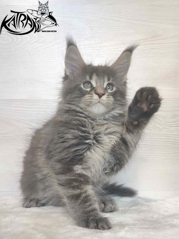 Katran Wolter - Кошеня мейн-кун 1 місяць 3 тижні