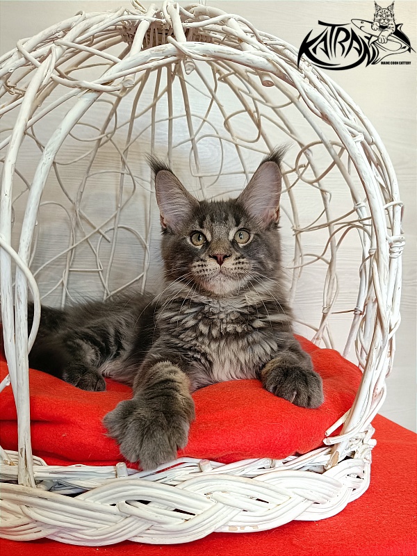 Katran Wolter - Кошеня мейн-кун 3 місяця 1 тиждень