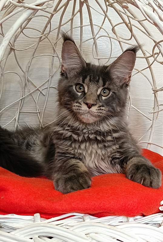 Katran Wolter - Кошеня мейн-кун 3 місяця 1 тиждень