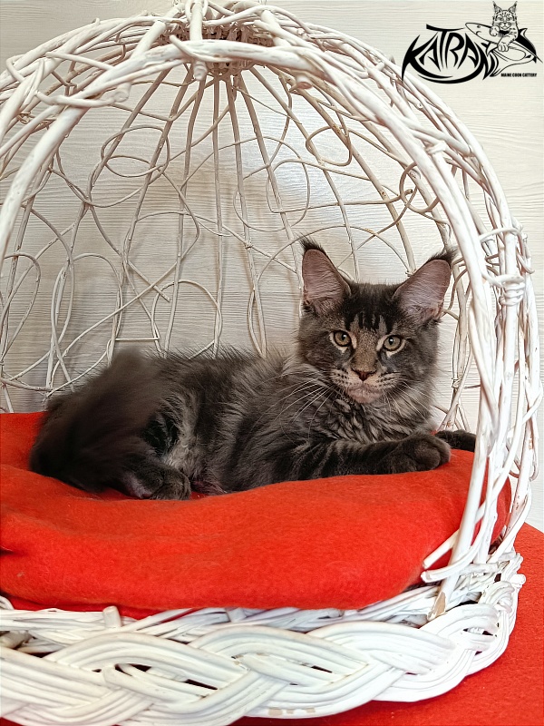 Katran Wolter - Кошеня мейн-кун 3 місяця 1 тиждень