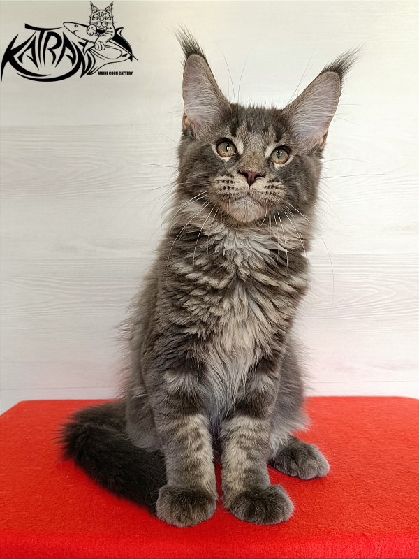 Katran Wolter - Кошеня мейн-кун 3 місяця 1 тиждень