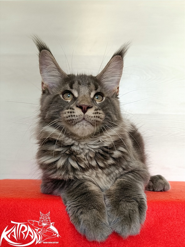 Katran Wolter - Кошеня мейн-кун 3 місяця 1 тиждень