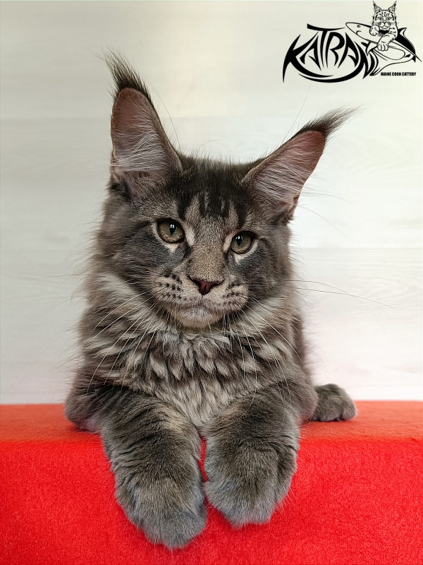 Katran Wolter - Кошеня мейн-кун 3 місяця 1 тиждень