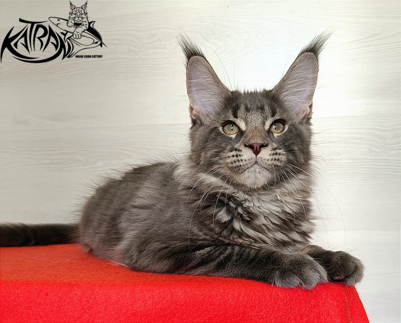 Katran Wolter - Кошеня мейн-кун 3 місяця 1 тиждень