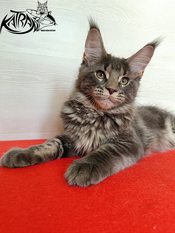 Katran Wolter - Кошеня мейн-кун 3 місяця 1 тиждень