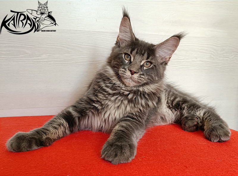 Katran Wolter - Кошеня мейн-кун 3 місяця 1 тиждень