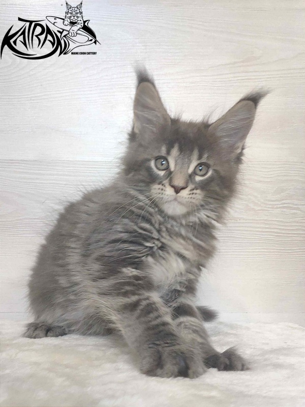 Katran Wolter - Кошеня мейн-кун 1 місяць 3 тижні