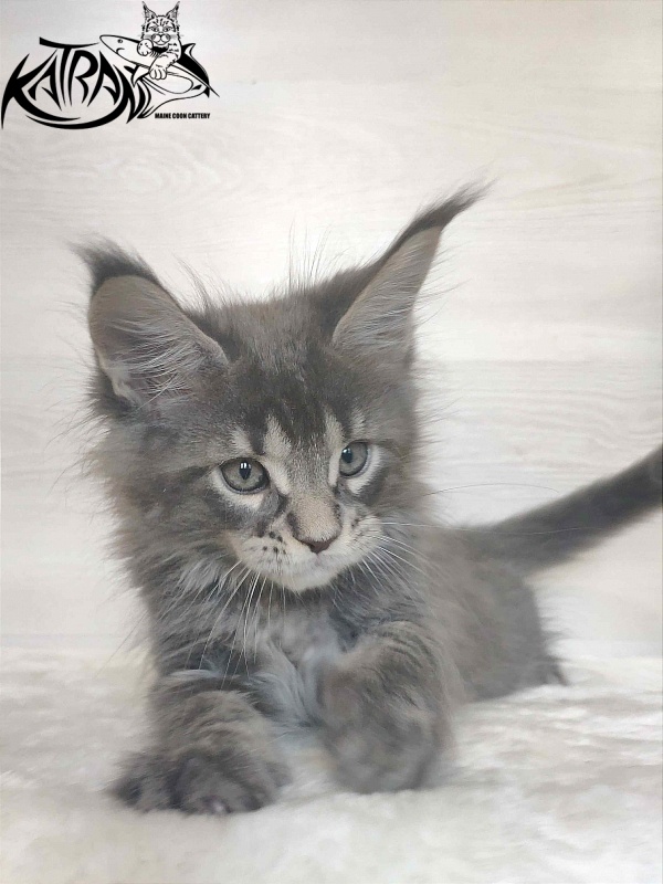 Katran Wolter - Кошеня мейн-кун 1 місяць 3 тижні