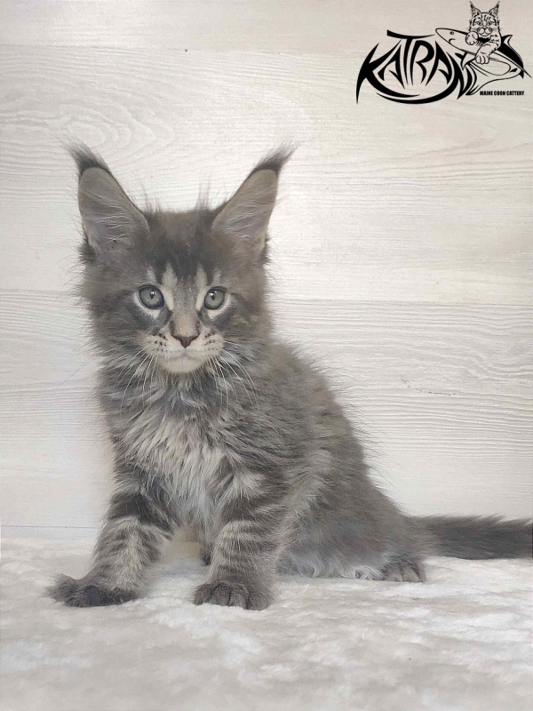 Katran Wolter - Кошеня мейн-кун 1 місяць 3 тижні