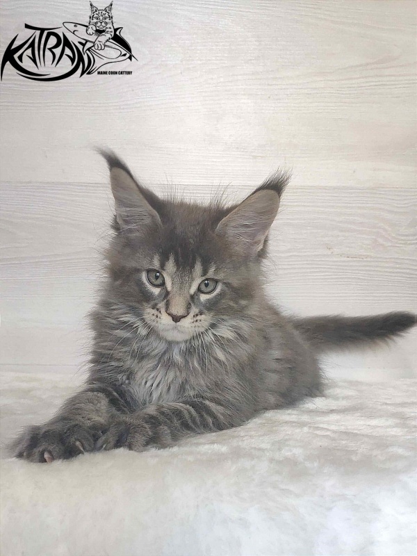 Katran Wolter - Кошеня мейн-кун 1 місяць 3 тижні