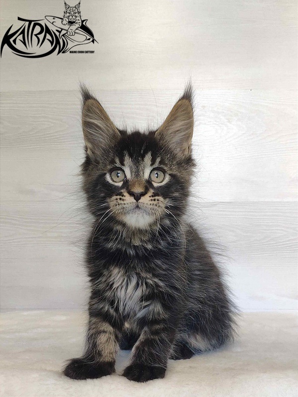 Katran William - Kitten maine-coon 2 months