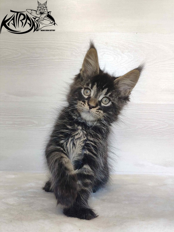 Katran William - Kitten maine-coon 2 months