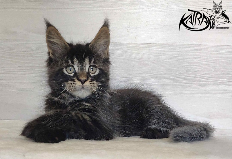 Katran William - Kitten maine-coon 2 months