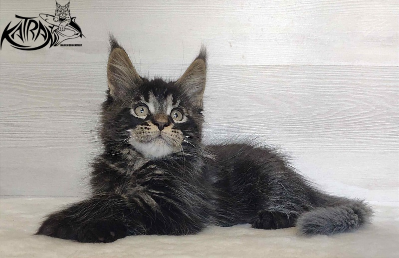Katran William - Kitten maine-coon 2 months