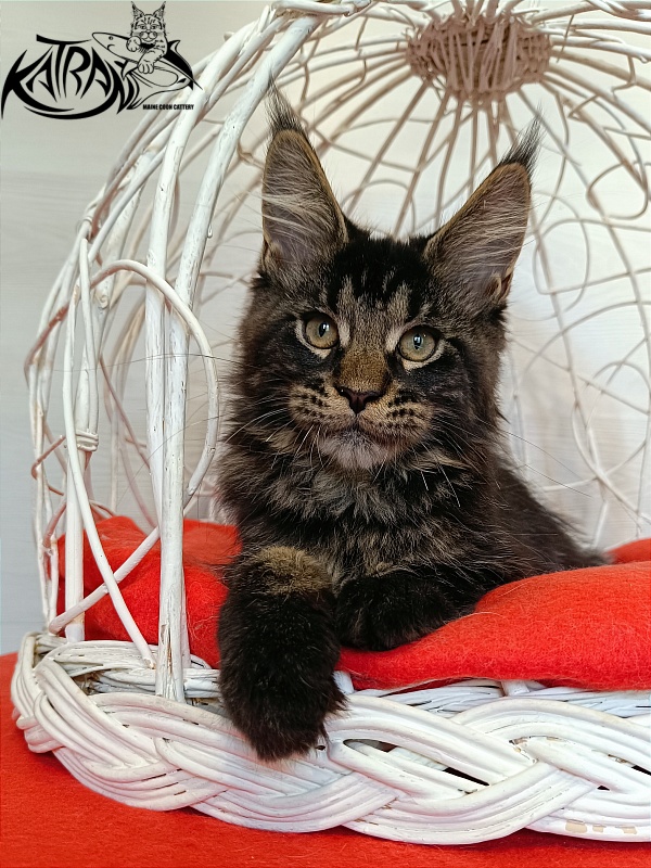 Katran William - Kitten maine-coon 3 months 1 week