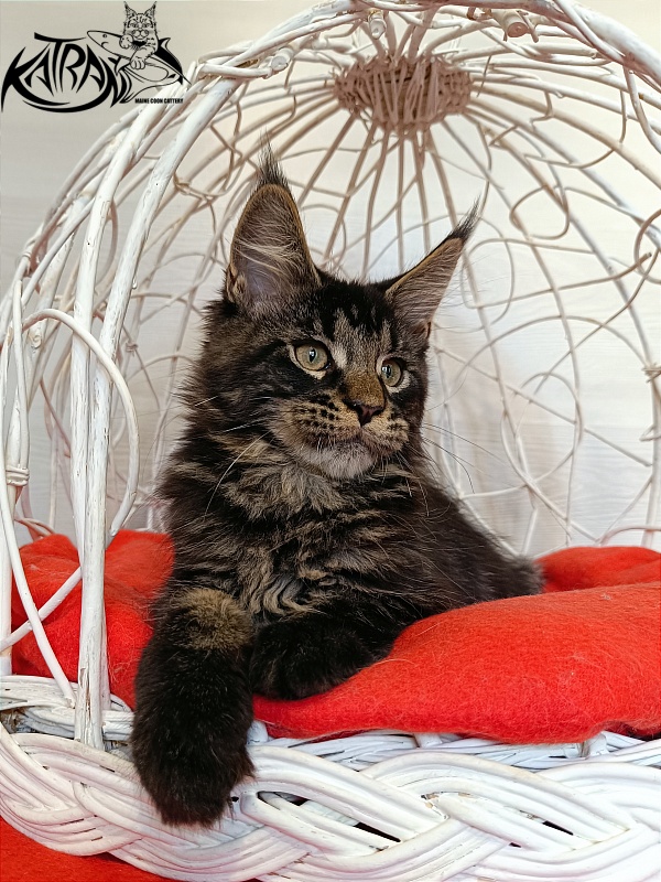 Katran William - Kitten maine-coon 3 months 1 week