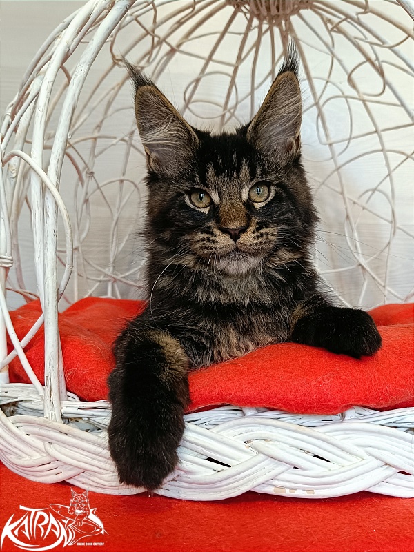 Katran William - Kitten maine-coon 3 months 1 week