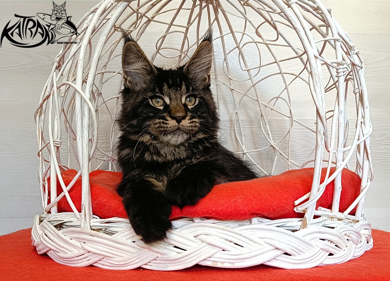 Katran William - Kitten maine-coon 3 months 1 week