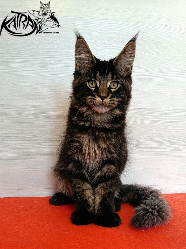 Katran William - Kitten maine-coon 3 months 1 week