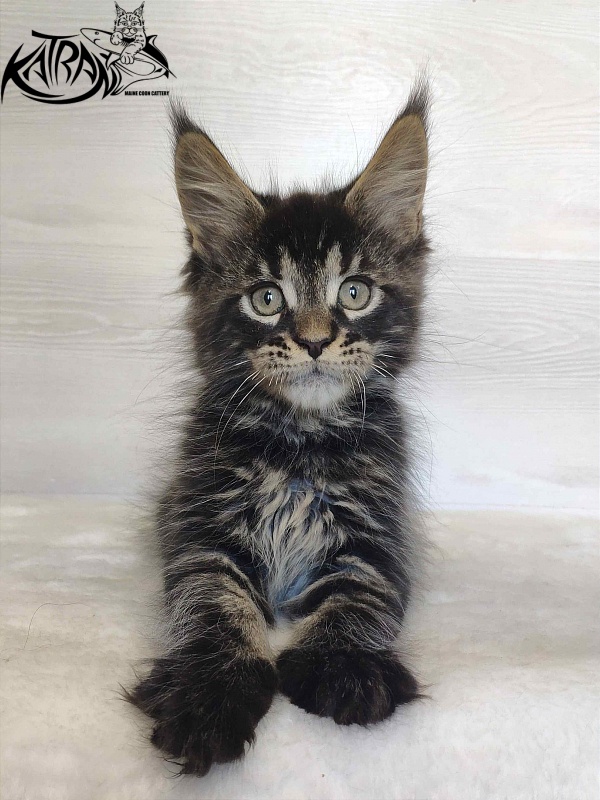 Katran William - Kitten maine-coon 2 months