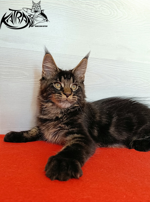 Katran William - Kitten maine-coon 3 months 1 week