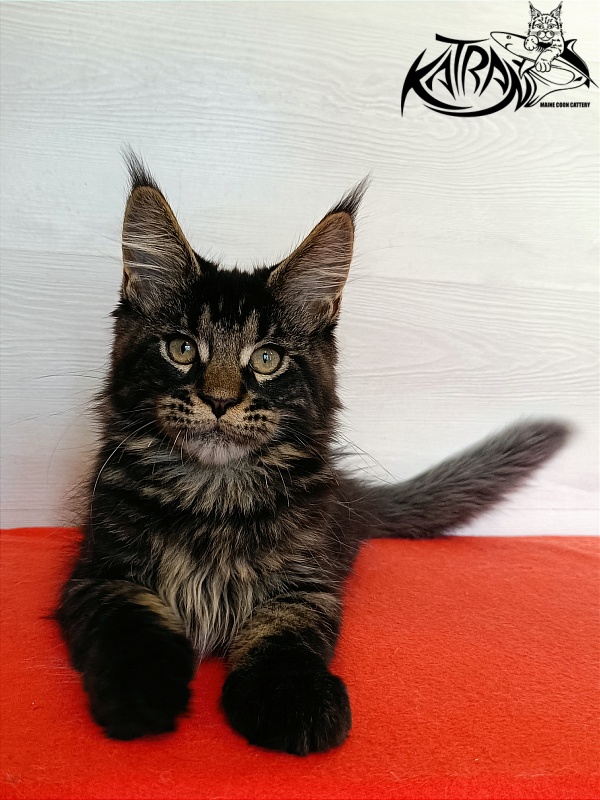 Katran William - Kitten maine-coon 3 months 1 week