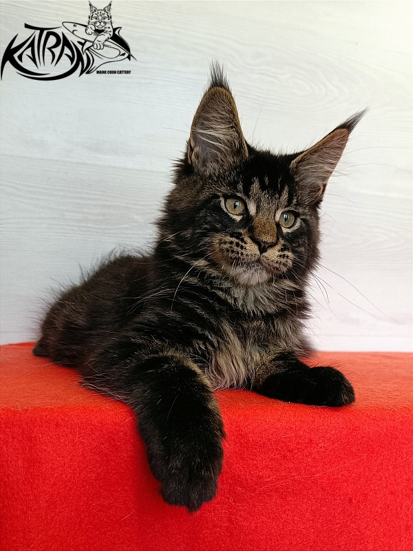 Katran William - Kitten maine-coon 3 months 1 week