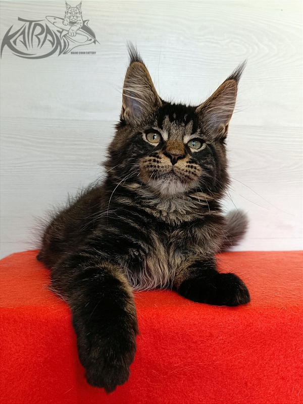 Katran William - Kitten maine-coon 3 months 1 week