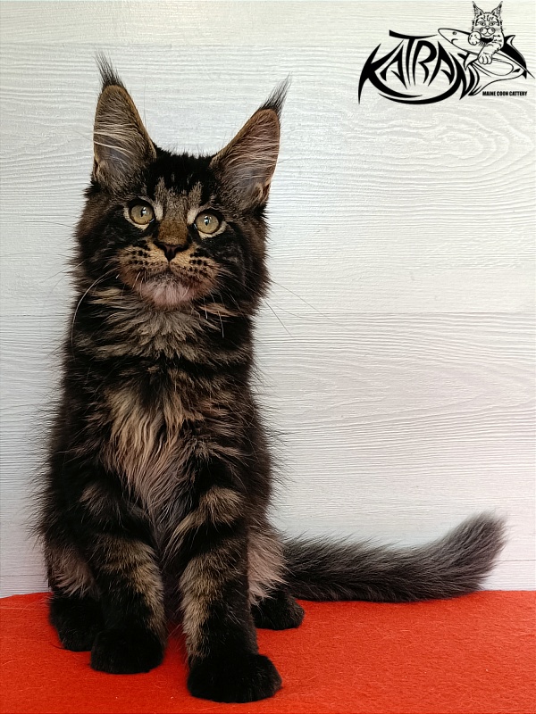 Katran William - Kitten maine-coon 3 months 1 week