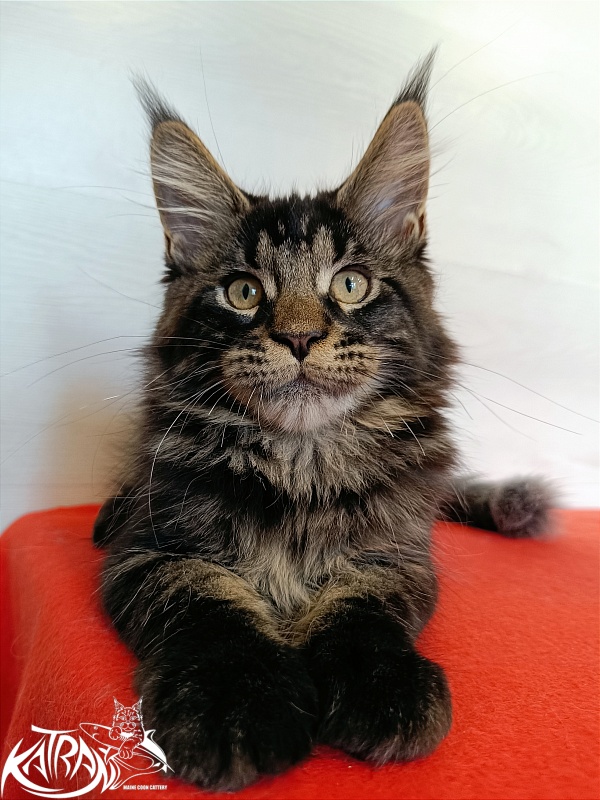 Katran William - Kitten maine-coon 3 months 1 week