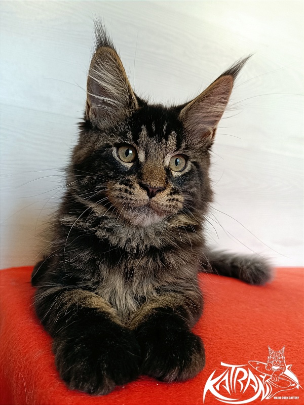 Katran William - Kitten maine-coon 3 months 1 week