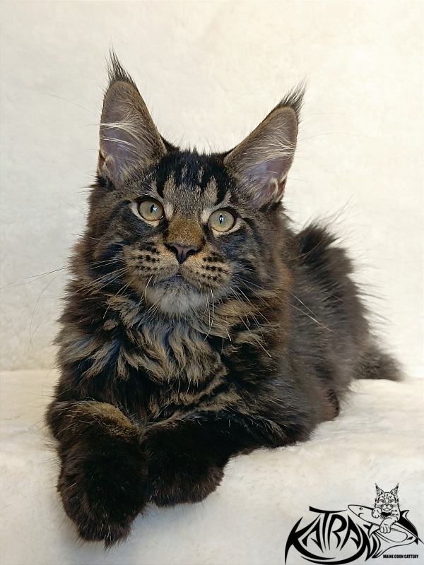 Katran William - Kitten maine-coon 4 months