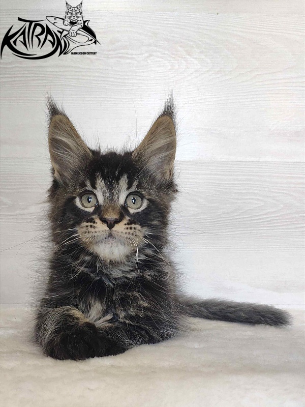 Katran William - Kitten maine-coon 2 months
