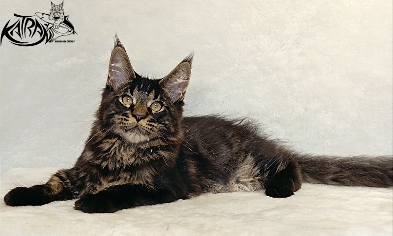 Katran William - Kitten maine-coon 4 months