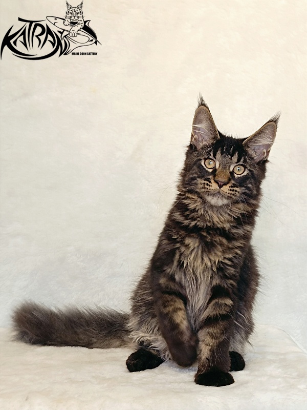 Katran William - Kitten maine-coon 4 months