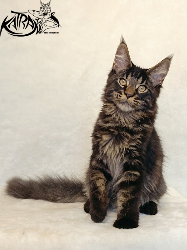 Katran William - Kitten maine-coon 4 months