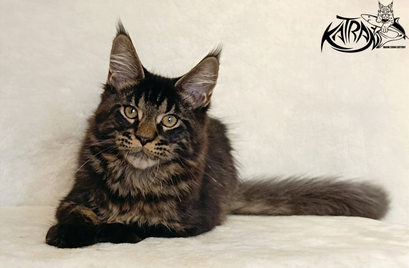 Katran William - Kitten maine-coon 4 months