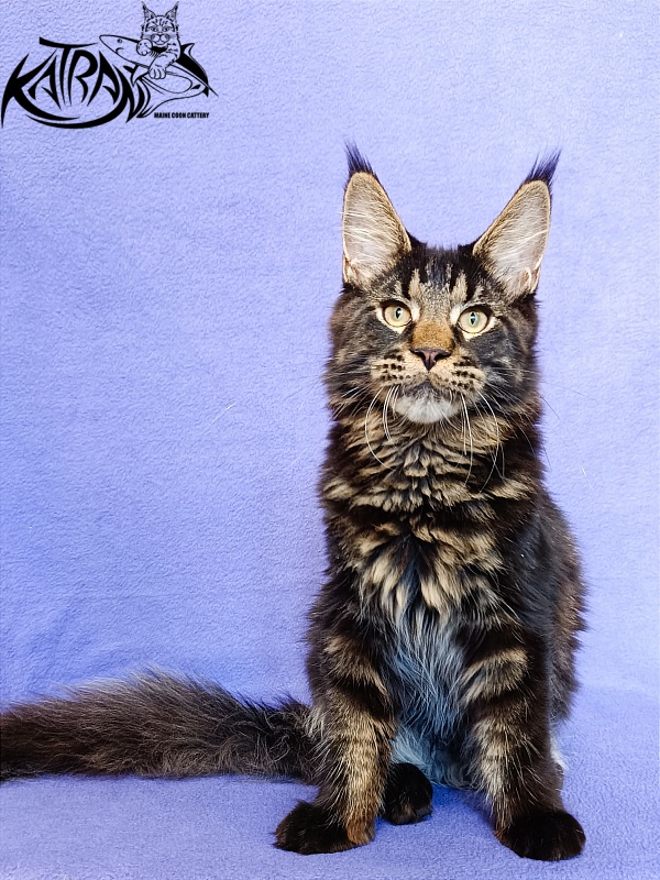 Katran William - Kitten maine-coon 5 months