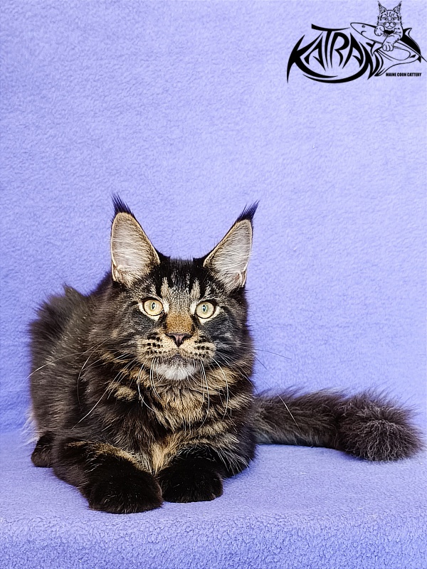 Katran William - Kitten maine-coon 5 months