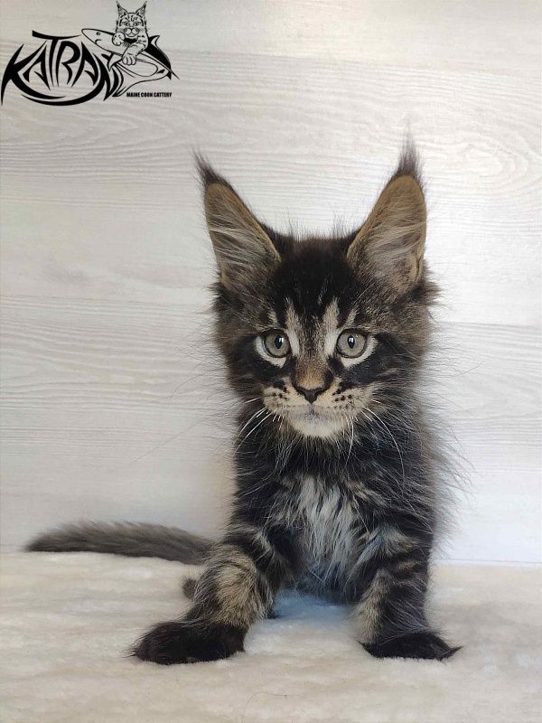 Katran William - Kitten maine-coon 2 months