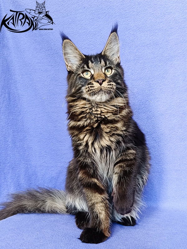 Katran William - Kitten maine-coon 5 months